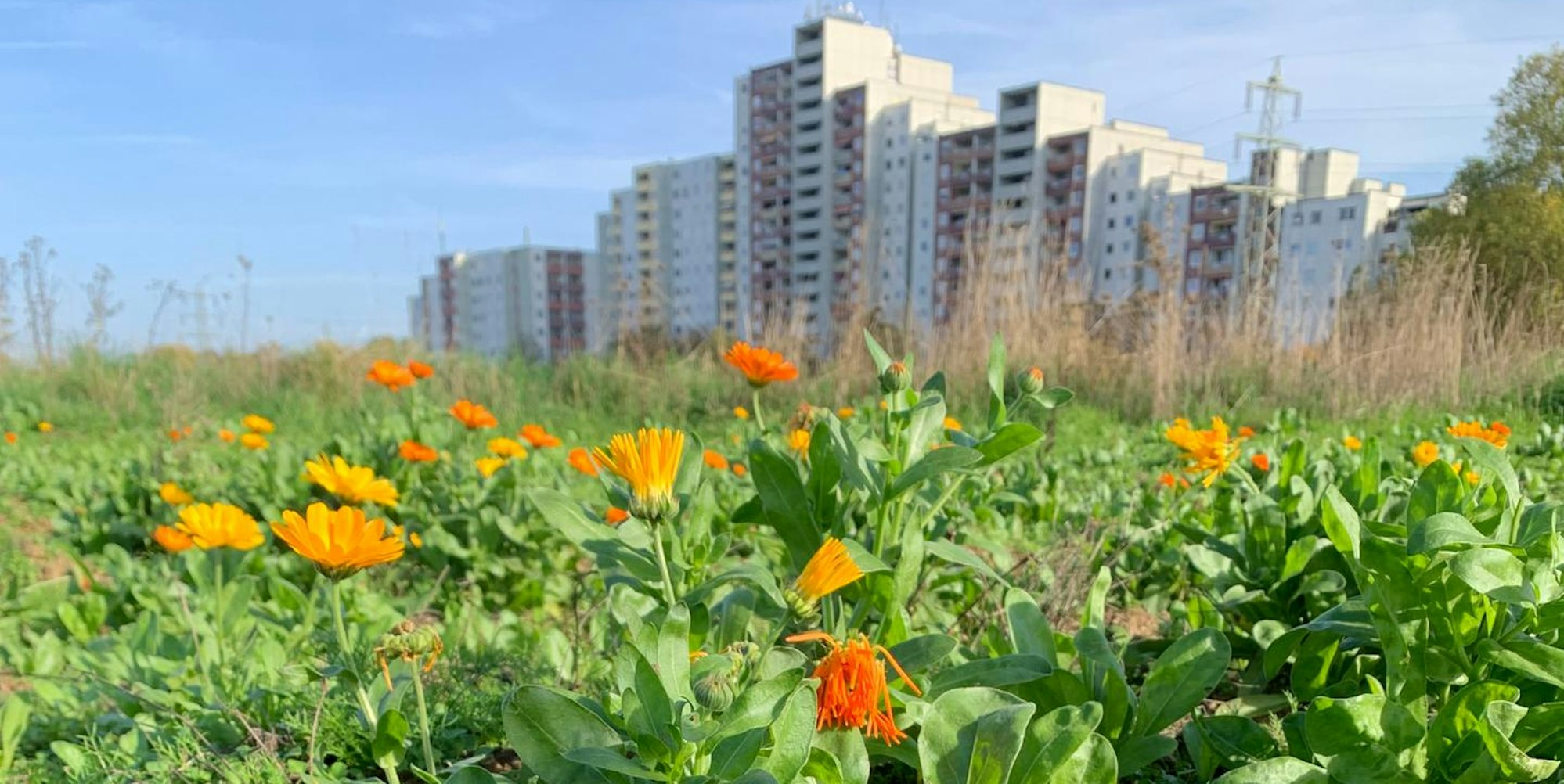 Ringelblumen stehen auf einer Wiese in Sankt Augustin.