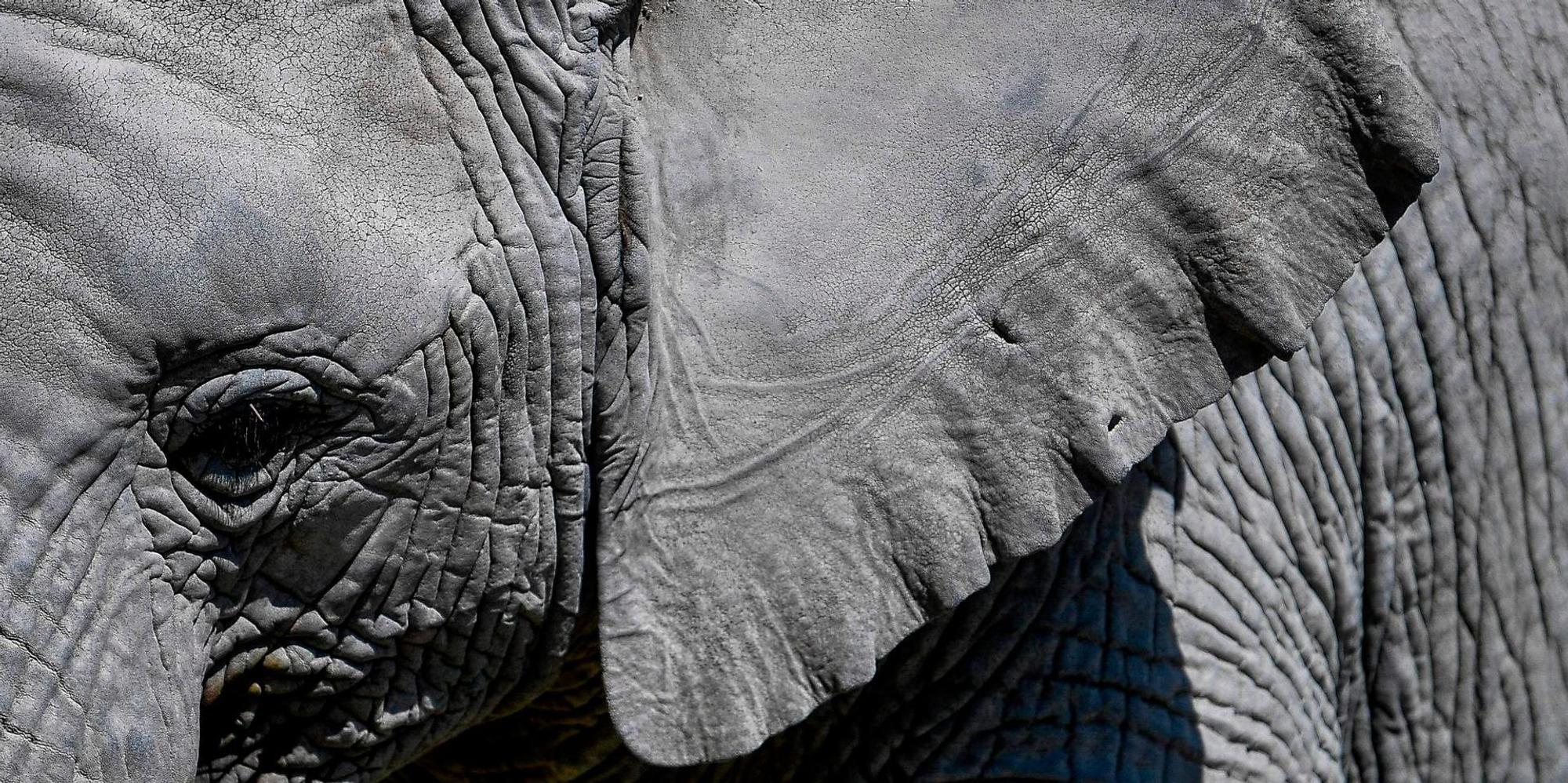 Elefant Symbol