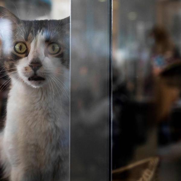 Katze im Tierheim