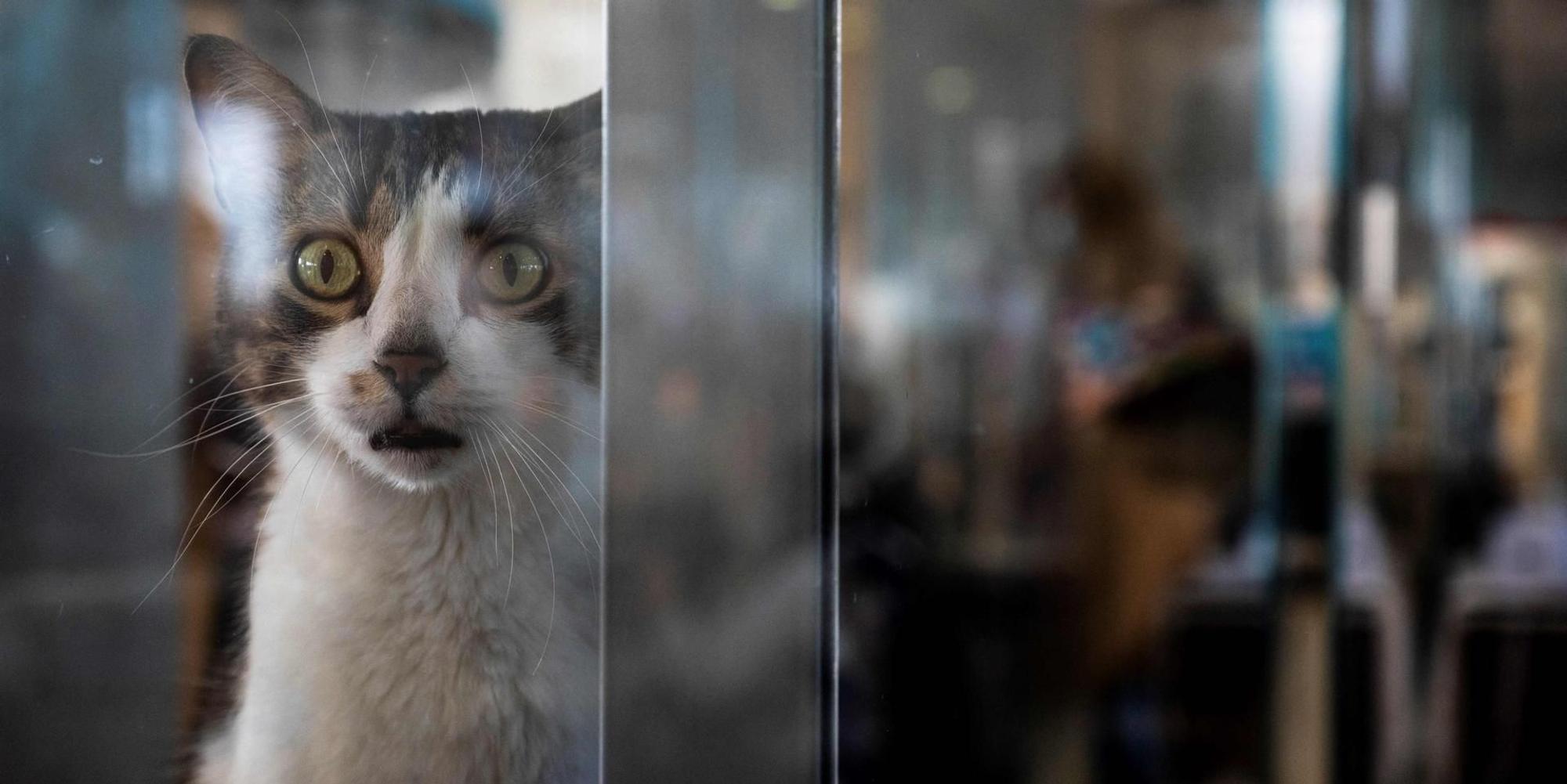 Katze im Tierheim