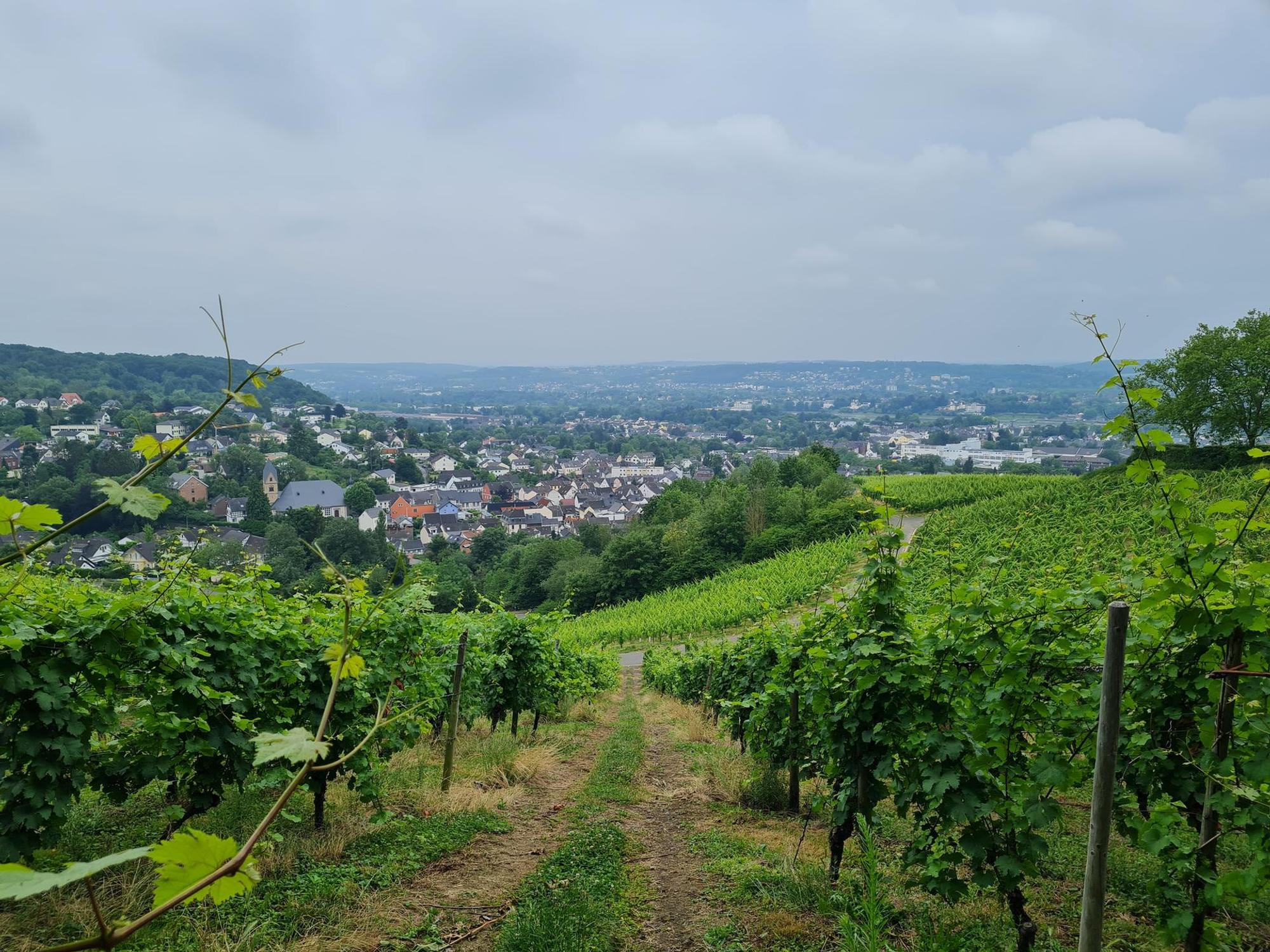 Rheinsteig Dollendorfer Weinberge