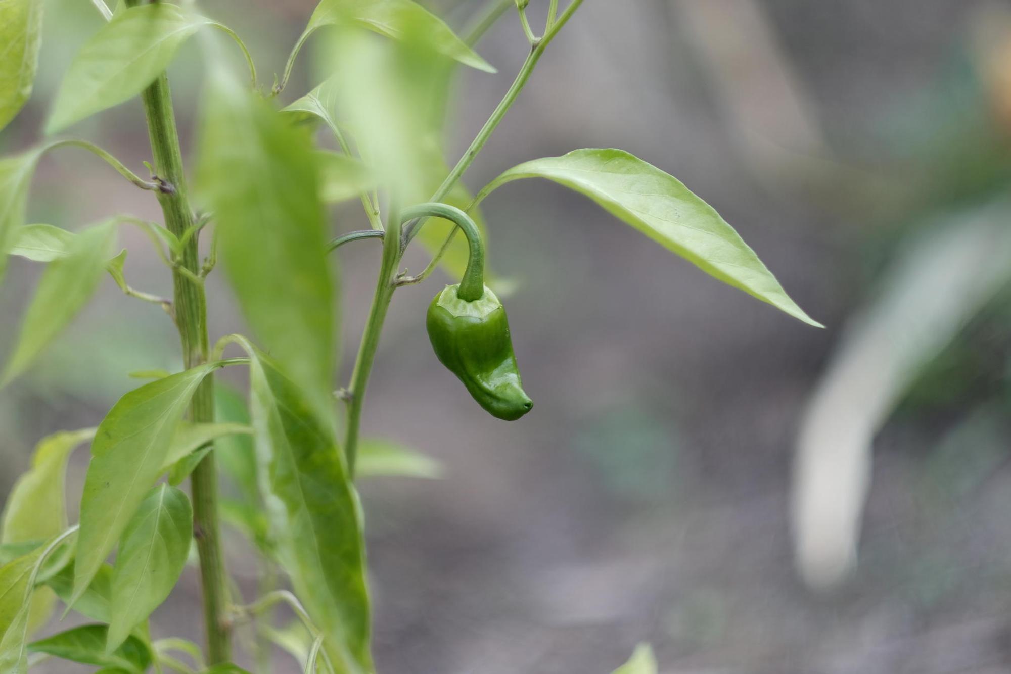 20190830max-garten38
