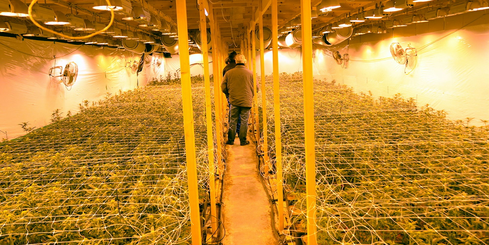 Cannabisplantage Hennef 021219