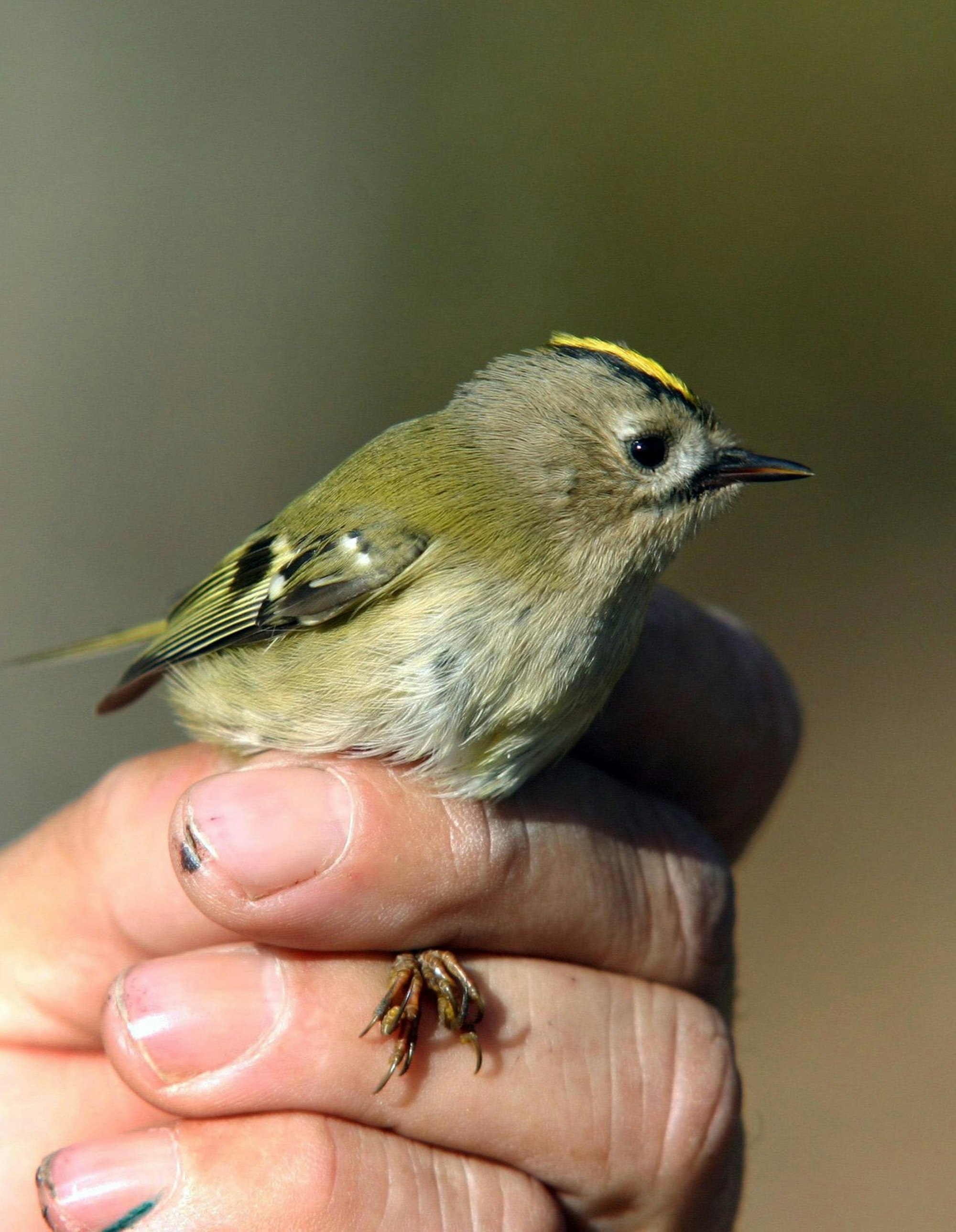 Das Wintergoldhähnchen
