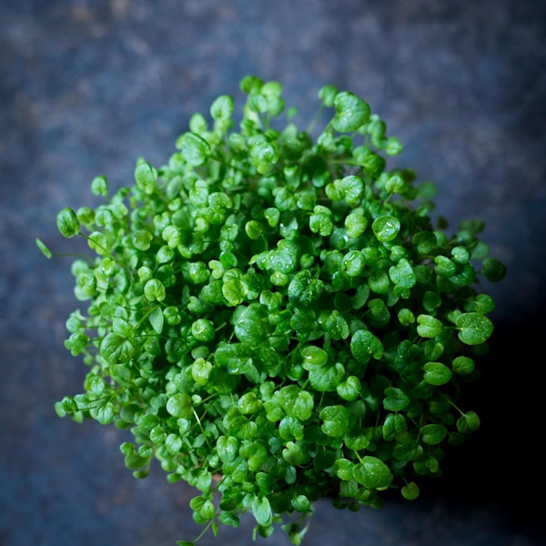 Ruether_micro-greens-kultivieren_ELA1001