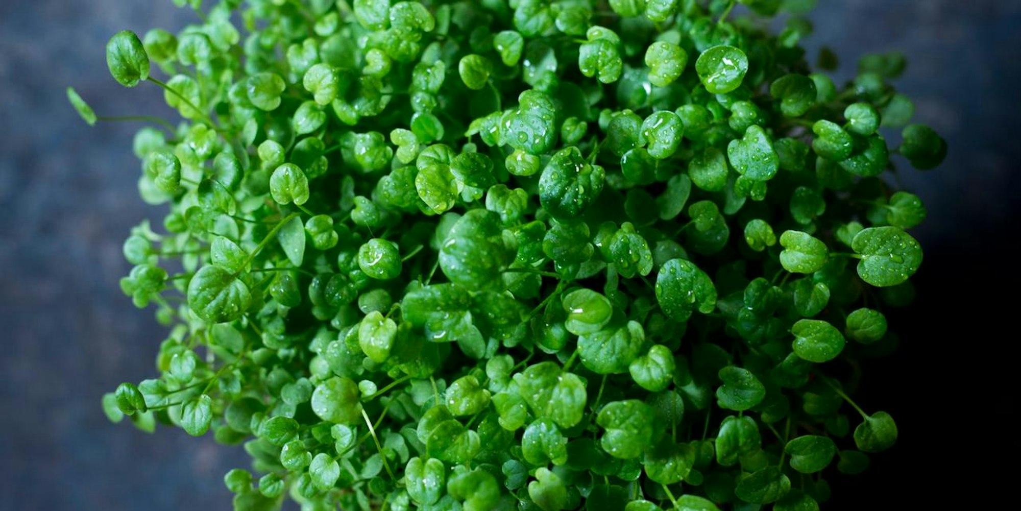 Ruether_micro-greens-kultivieren_ELA1001
