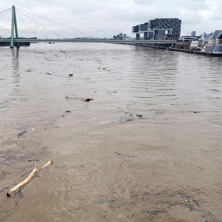 Hochwasser Köln Treibgut