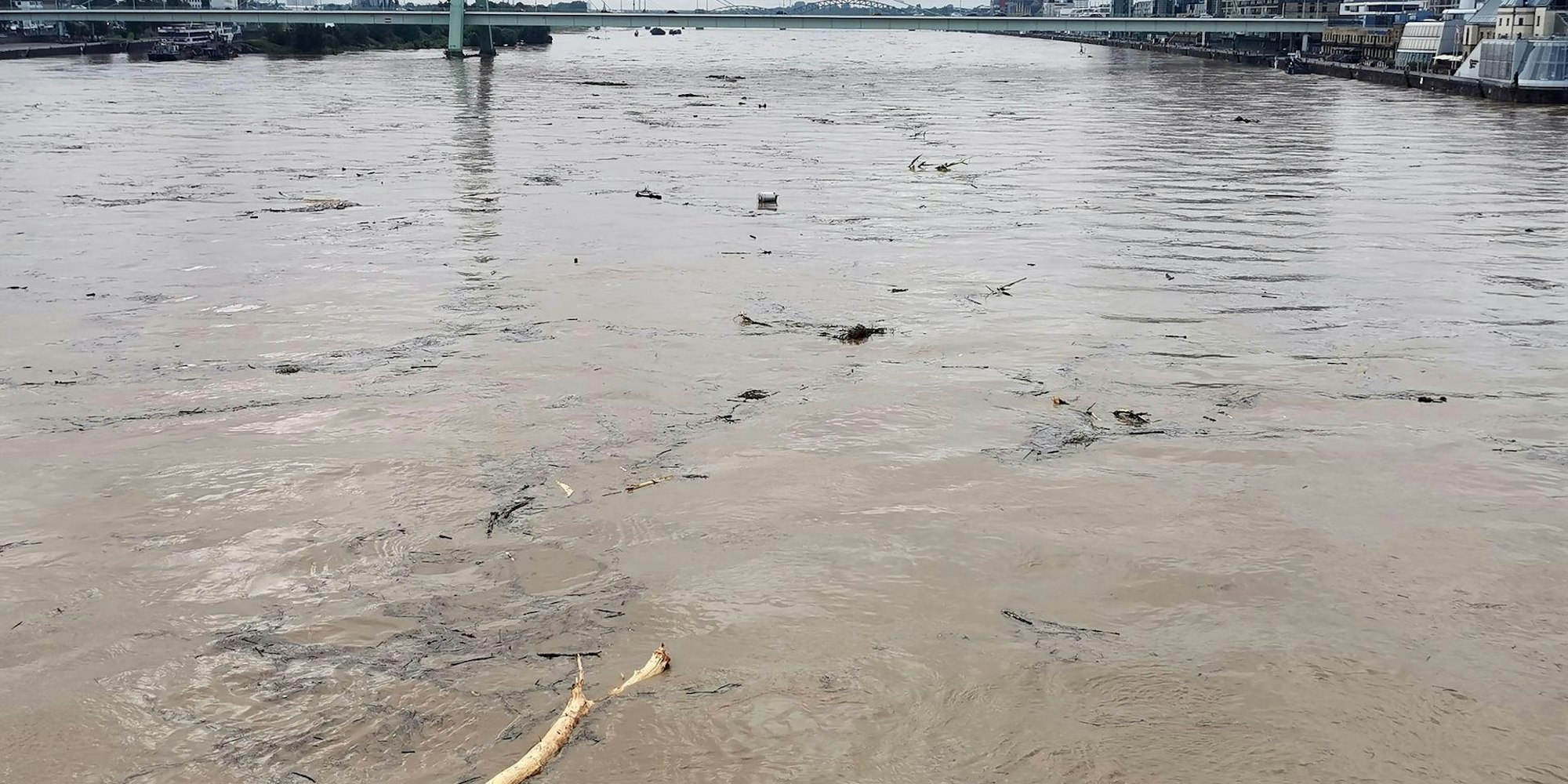 Hochwasser Köln Treibgut
