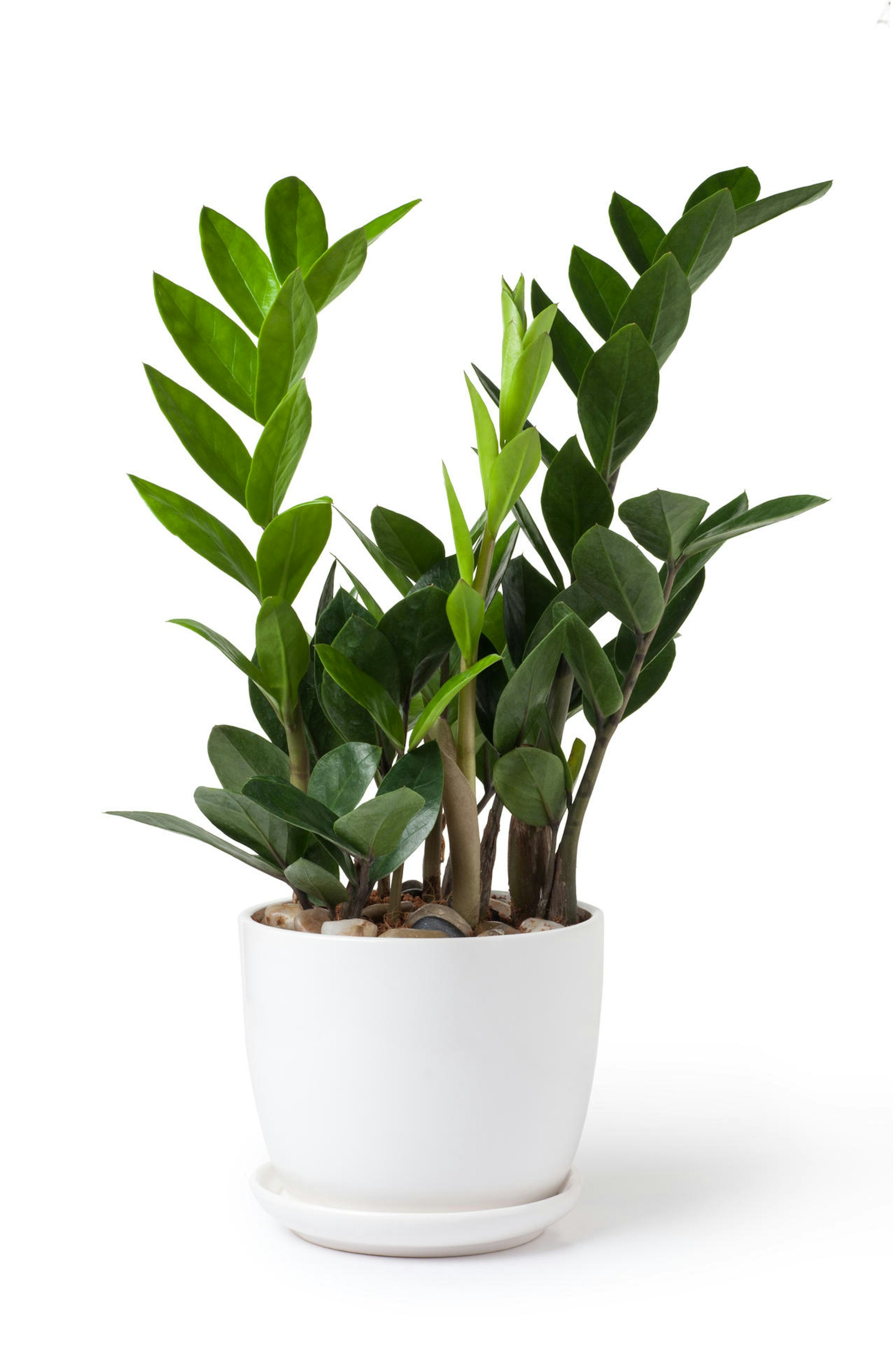 Zamioculcas