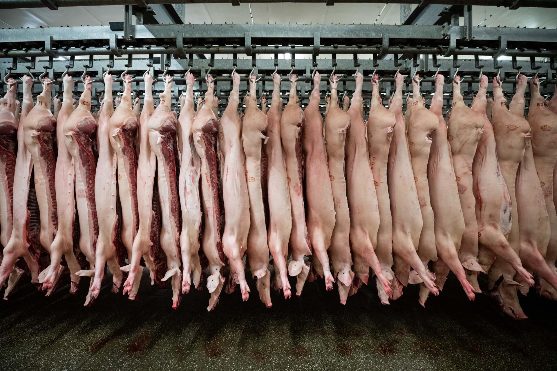 Schweinestau