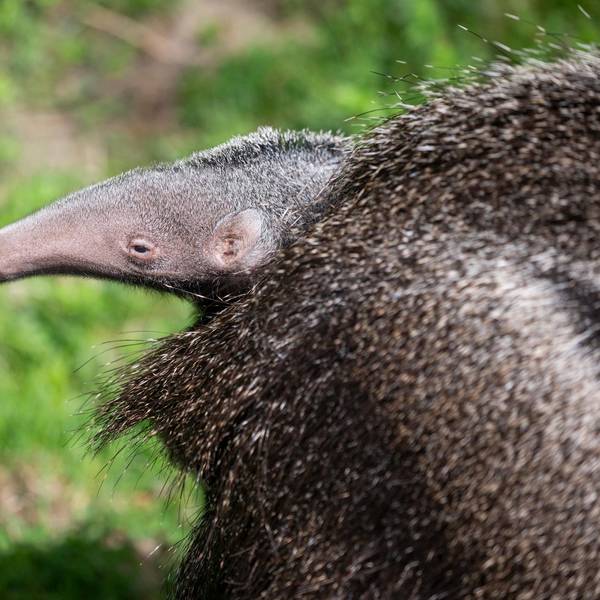 20220421_tb_Zoo_Ameisenbaer_002