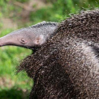 20220421_tb_Zoo_Ameisenbaer_002