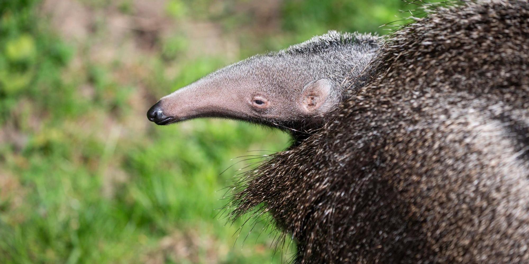 20220421_tb_Zoo_Ameisenbaer_002