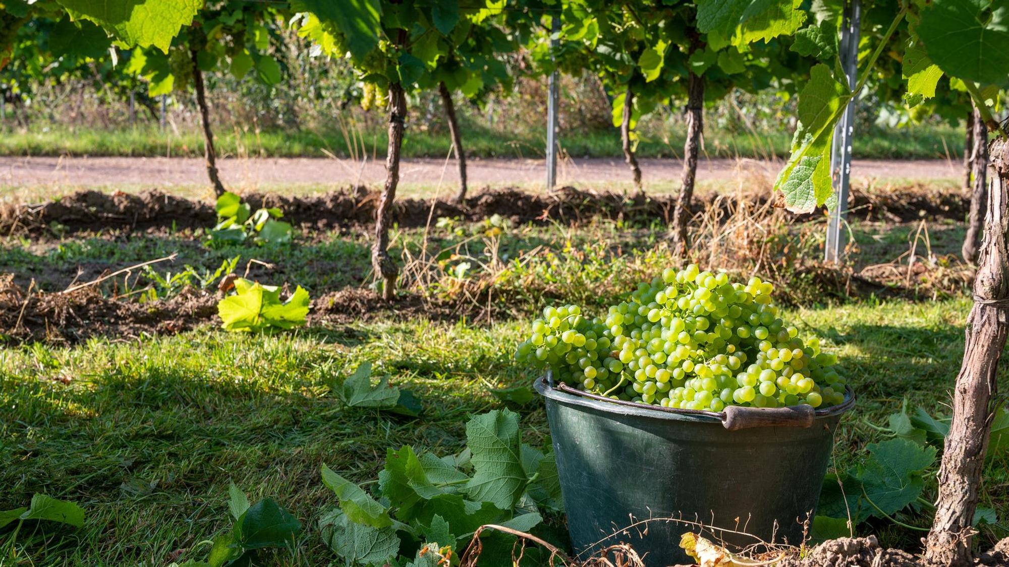 Weinreben und Weintrauben