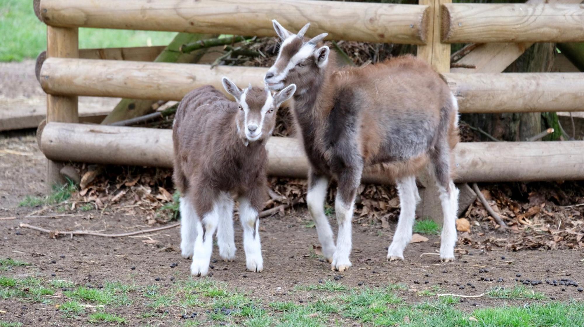 Lindenthaler Tierpark Ziegen (1)
