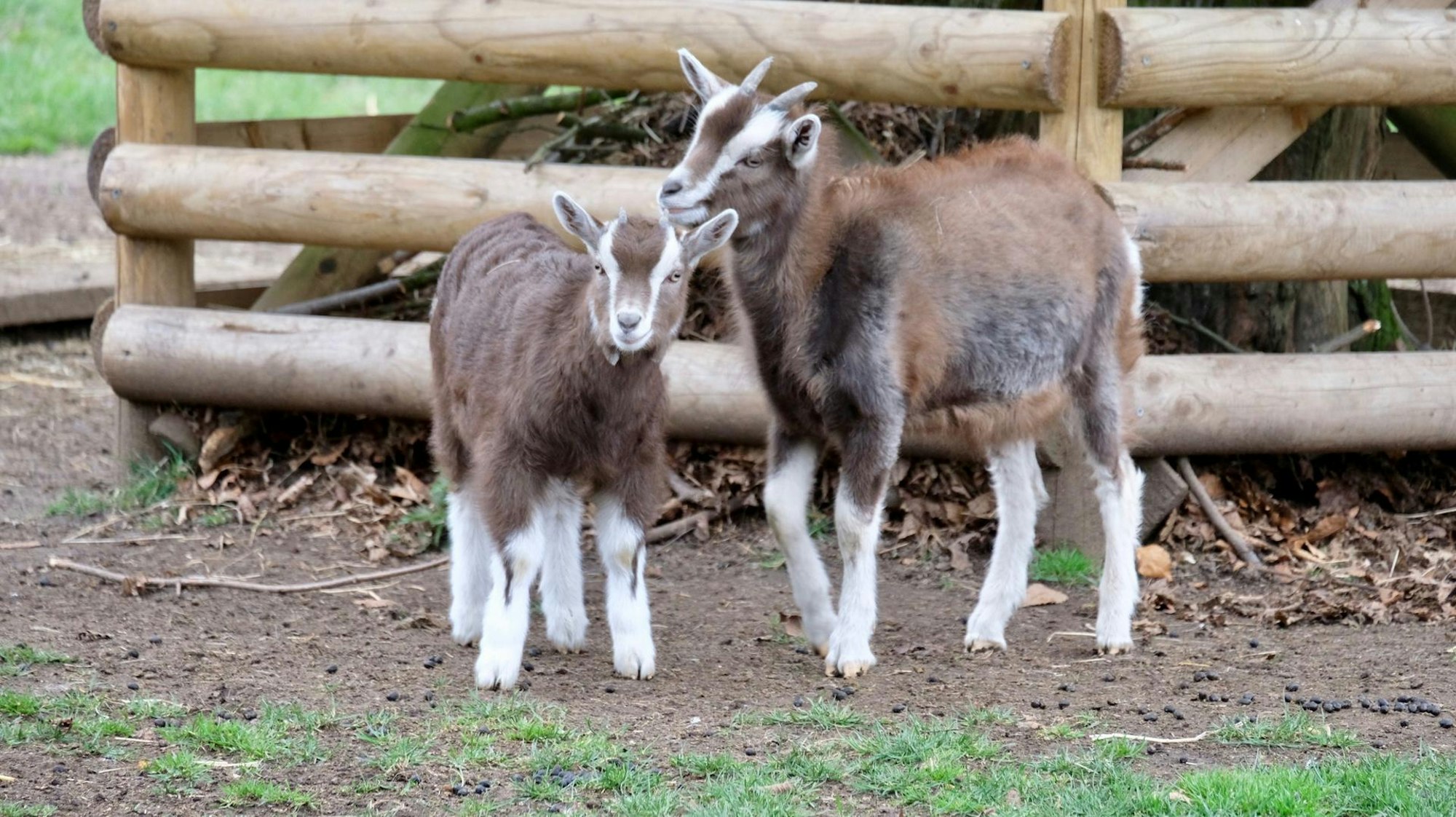Lindenthaler Tierpark Ziegen (1)