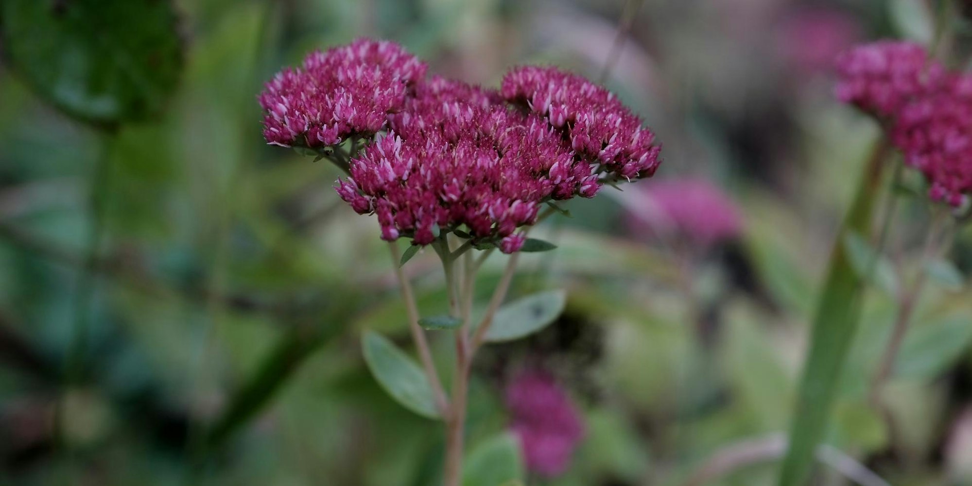 20191004max-garten02