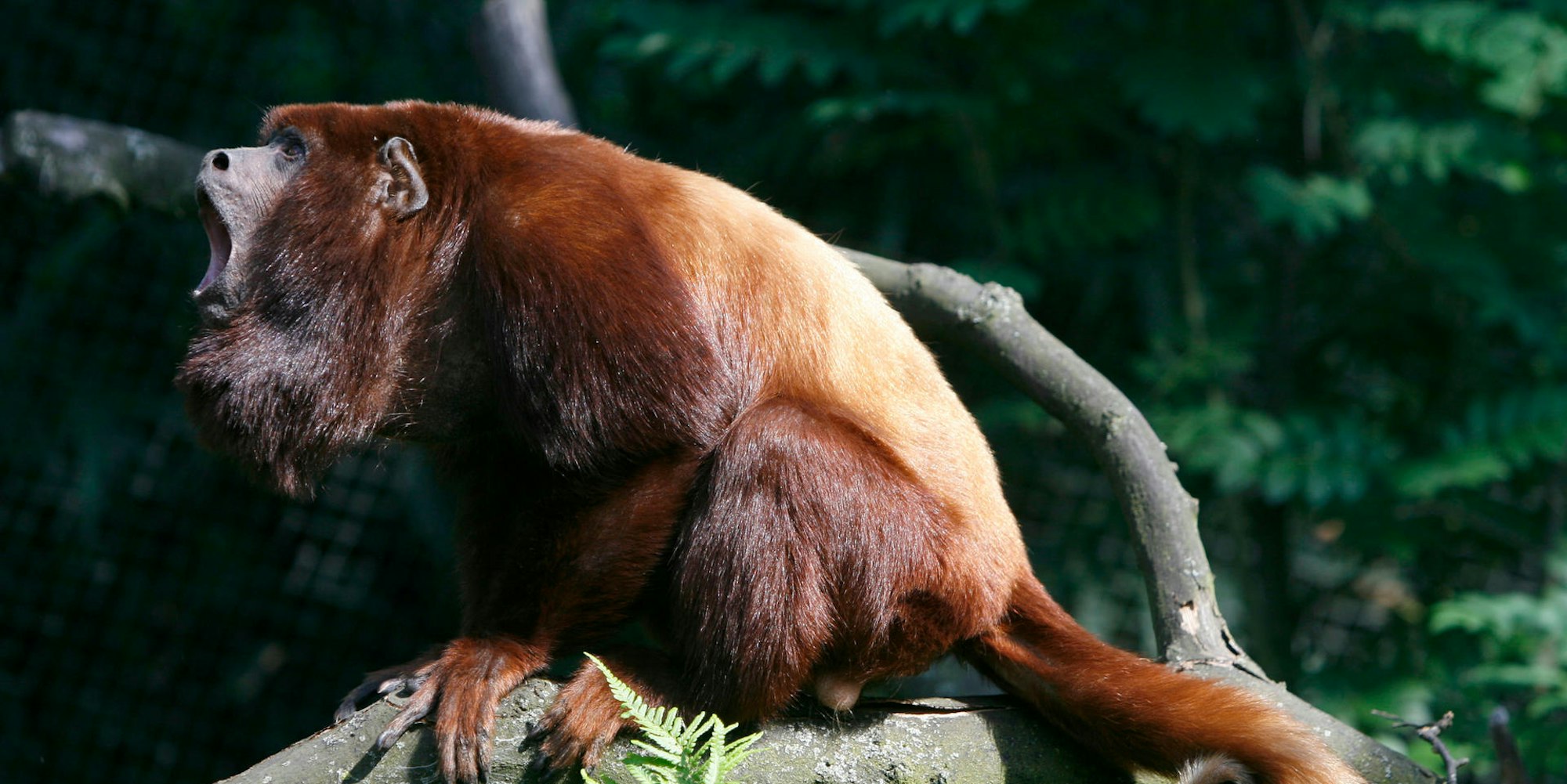 Brüll ChicoKö5-08_169