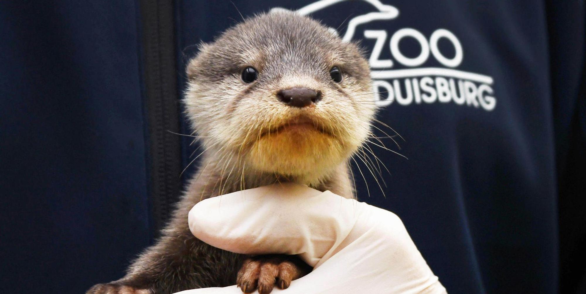 Duisburg_Otter_2