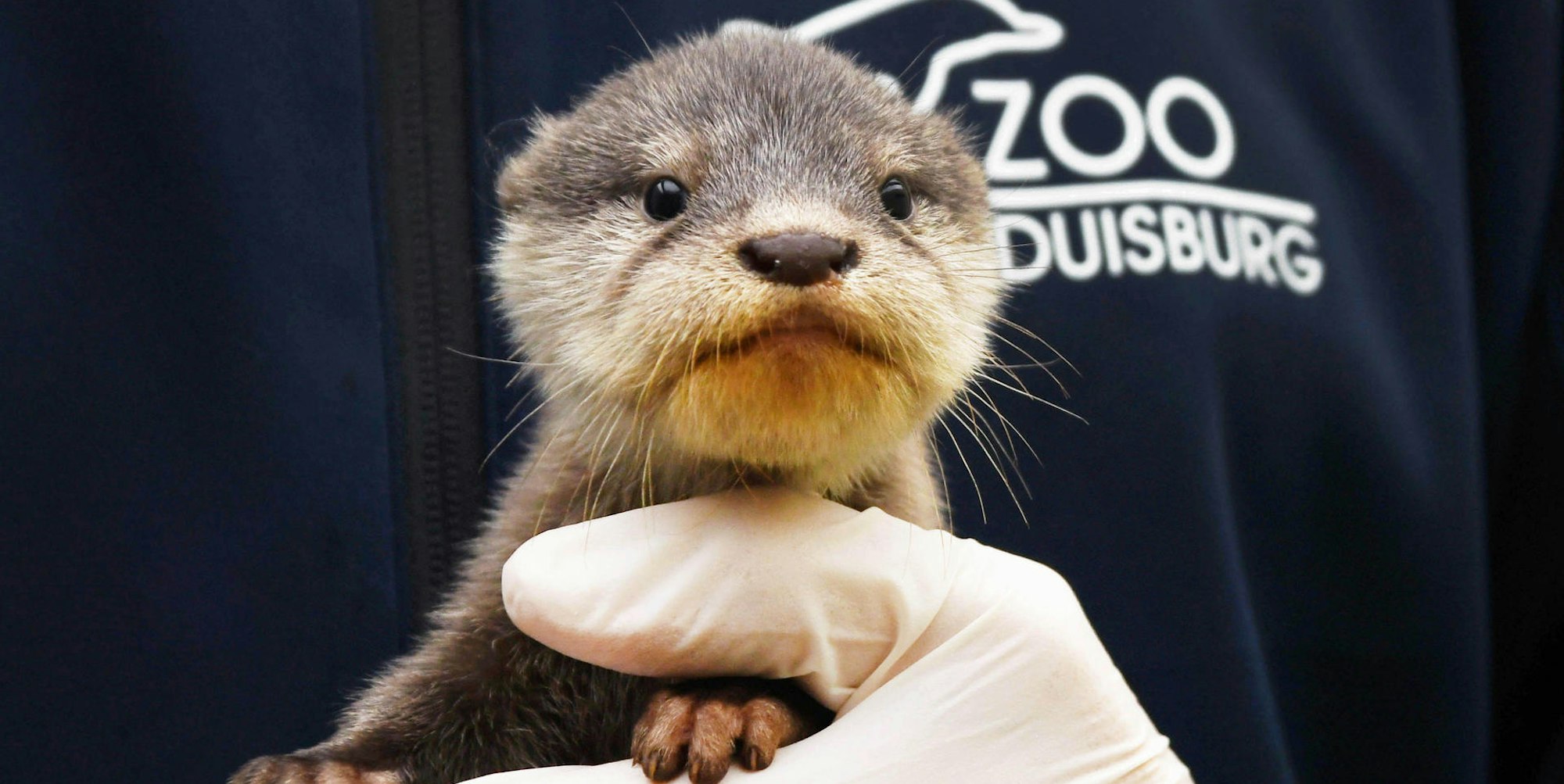 Duisburg_Otter_2