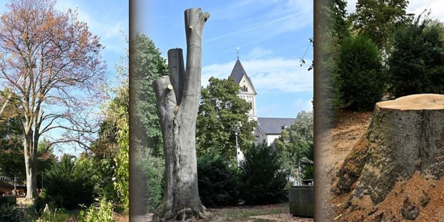 Blutbuche Villa Zanders Bergisch Gladbach