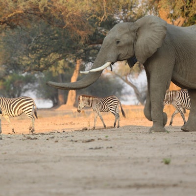 Elefant