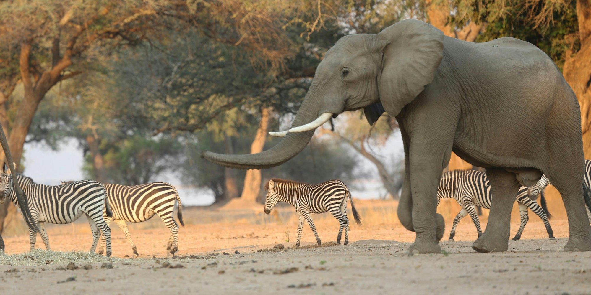 Elefant