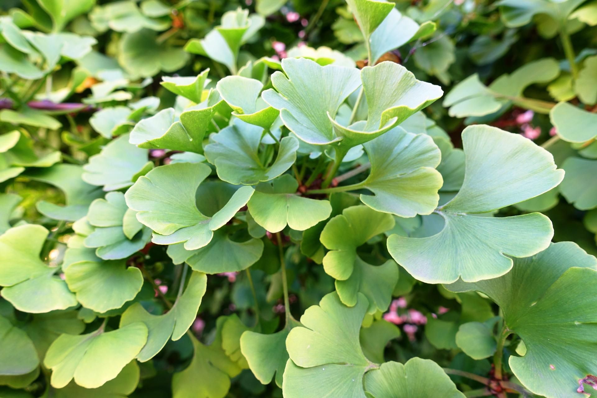 Gingko