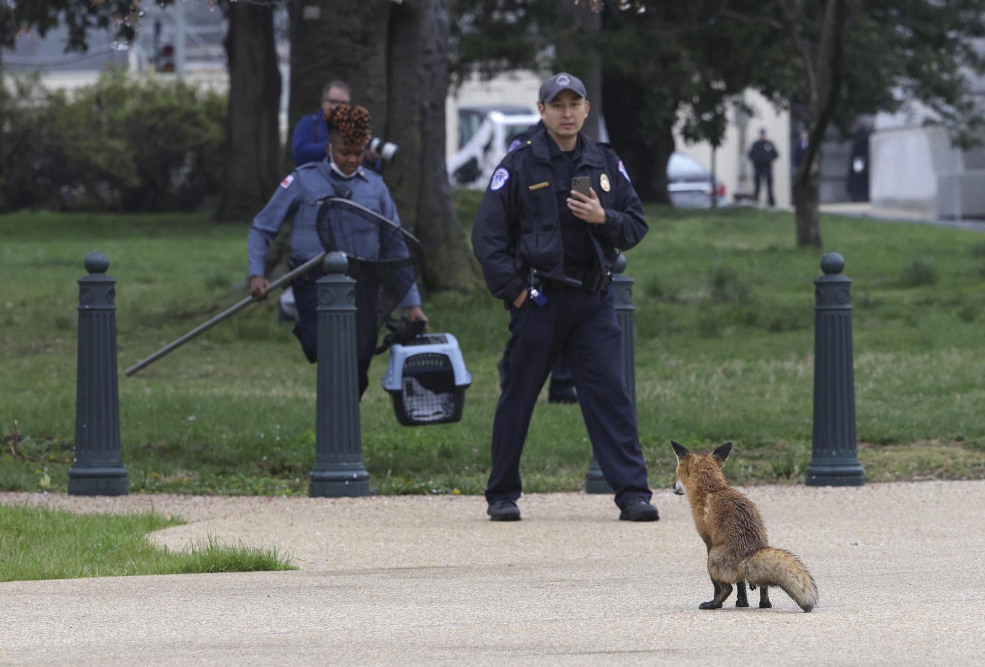 böser Fuchs Washington
