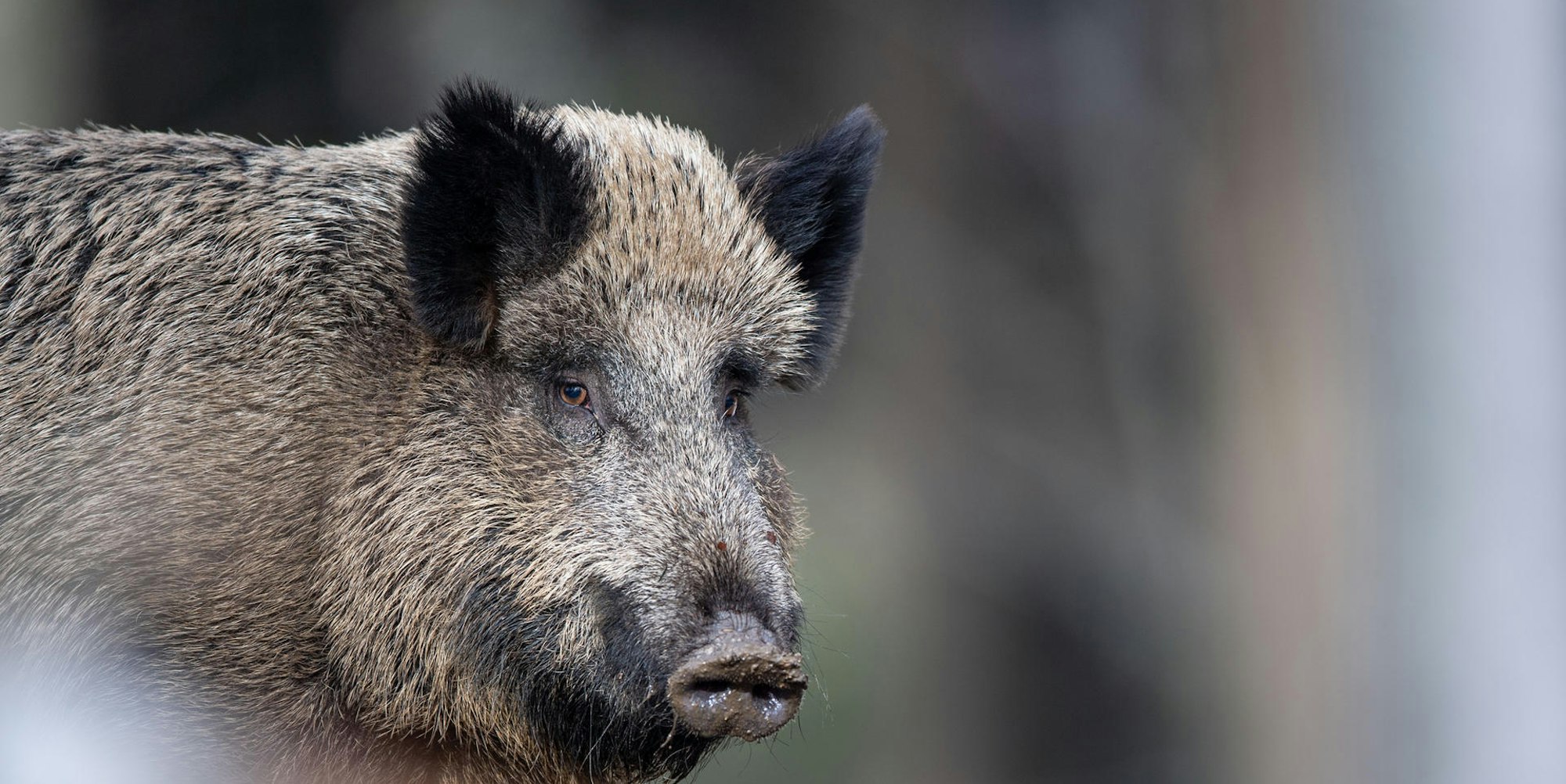 Wildschwein 041219