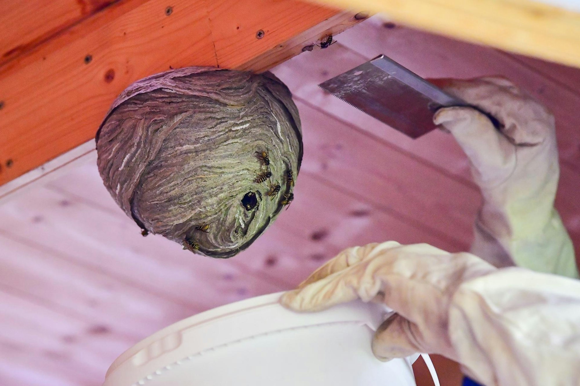 Wespennest wird entfernt