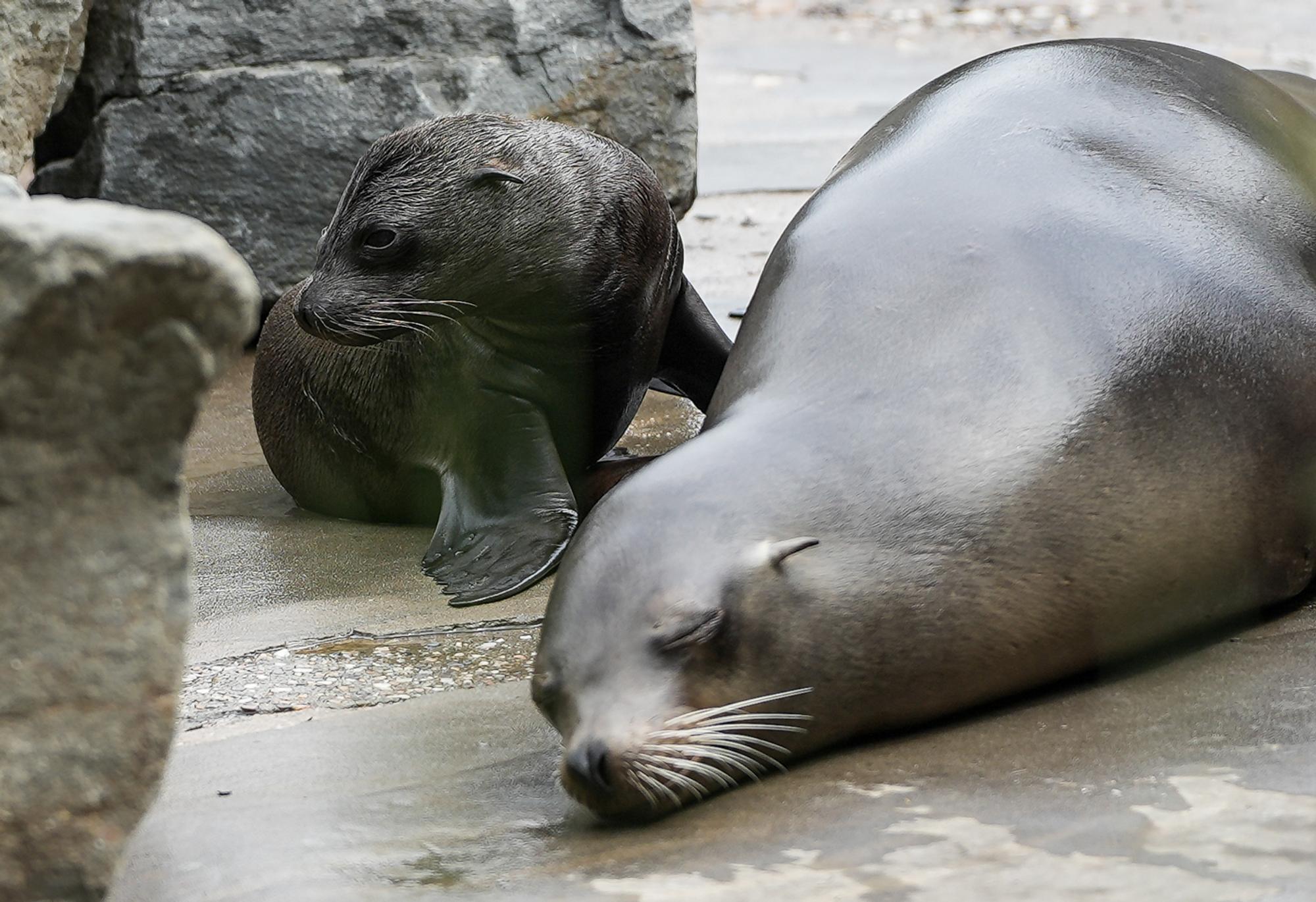 seelöwenbaby_kölnerzoo_4