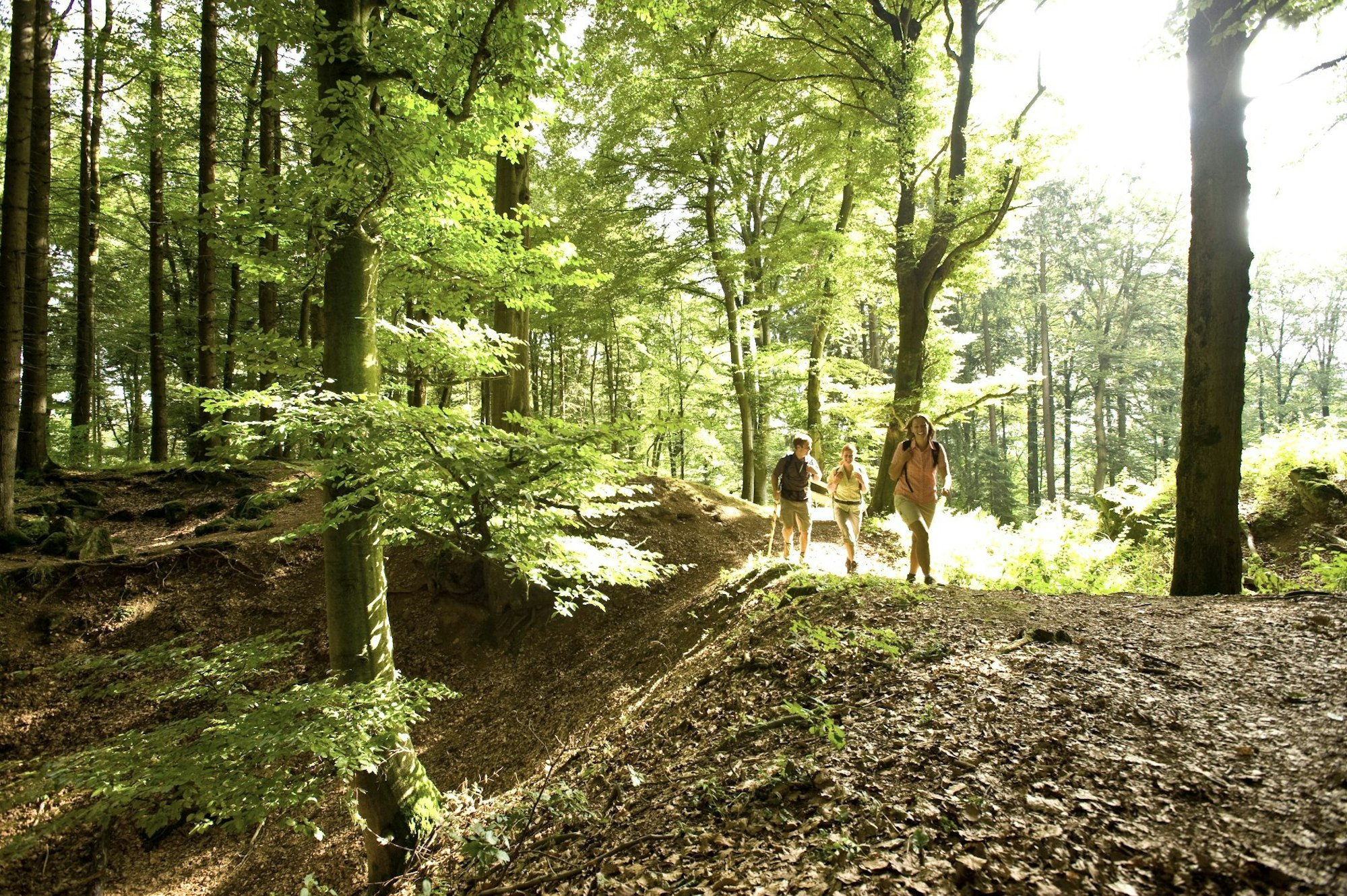 waldweg-auf-der-etappe-10-des-eifelsteigs