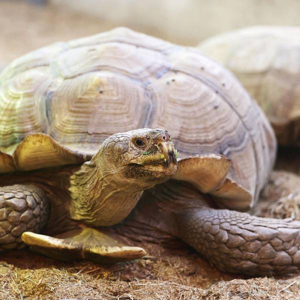 Schildkröte PA 020822