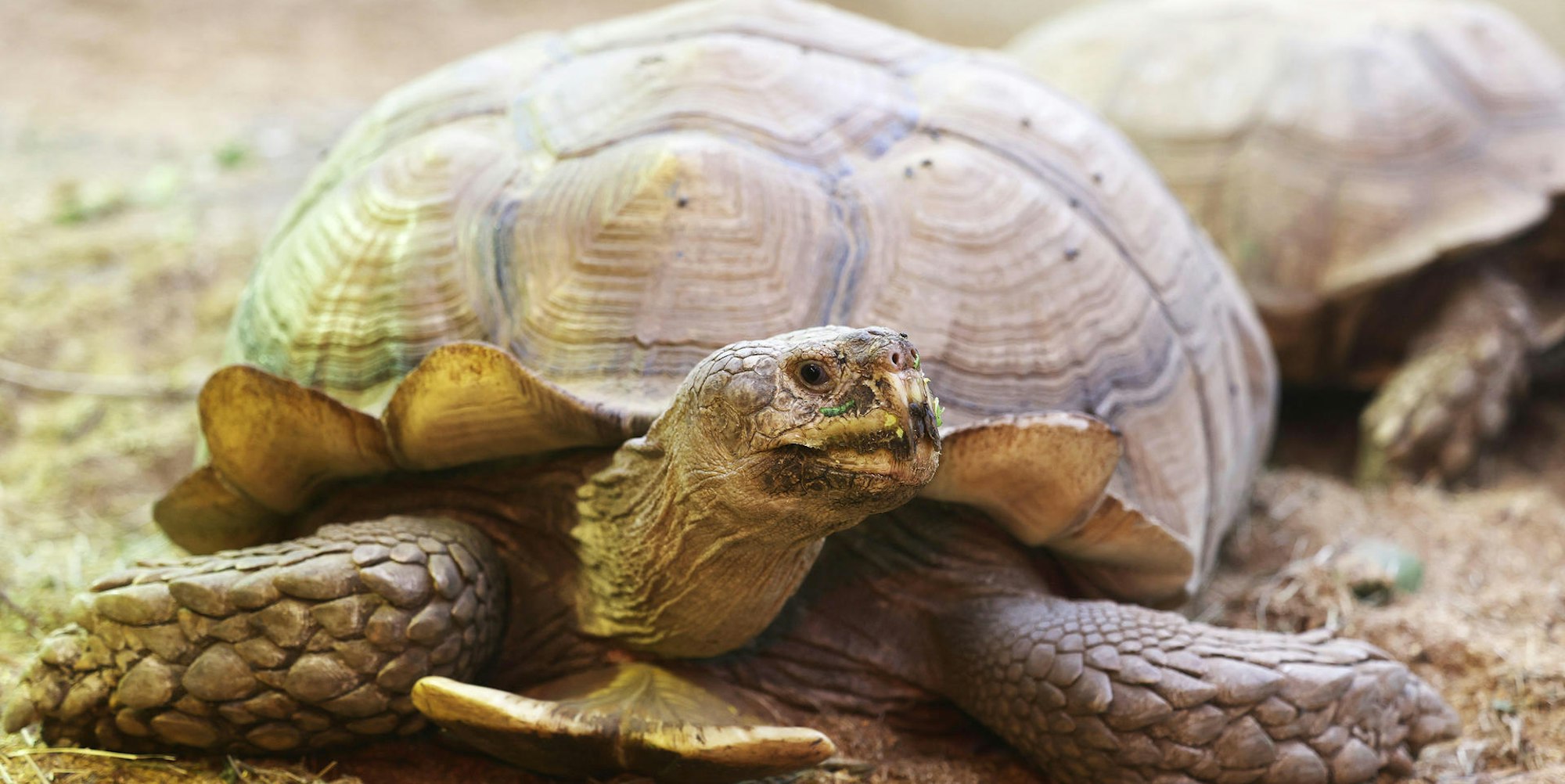 Schildkröte PA 020822