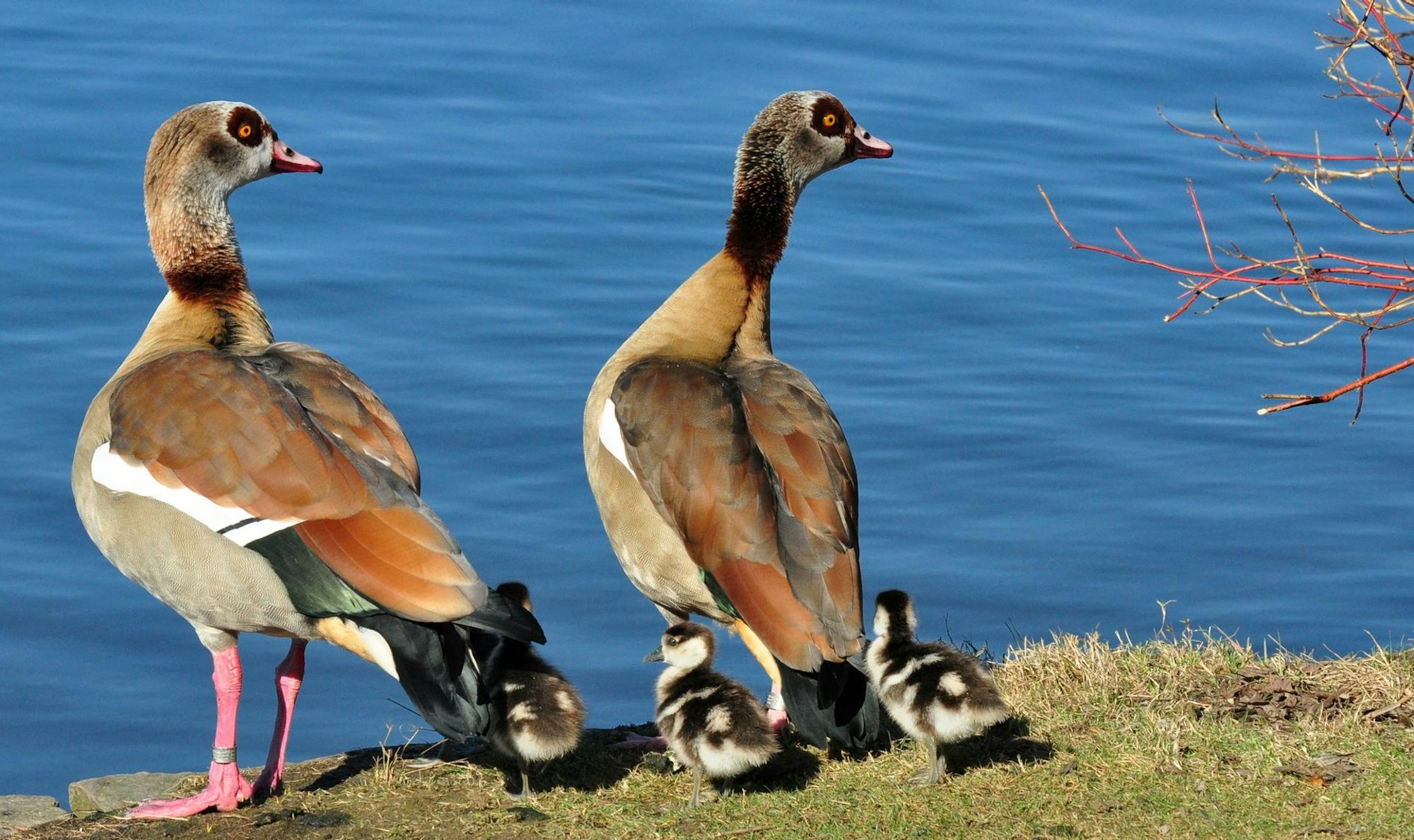 Nilgans-Familie_1_–_Rheinauensee_Bonn