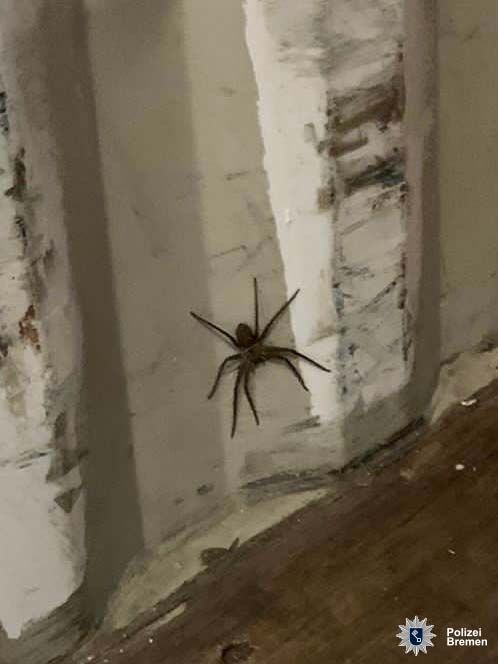 Bremen Spinne_1