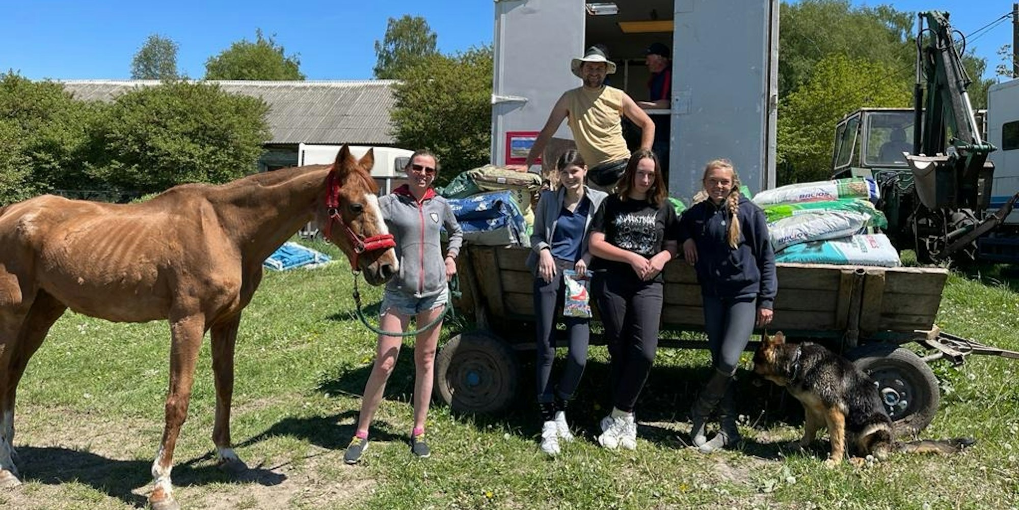 Pferde aus der Ukraine (1)