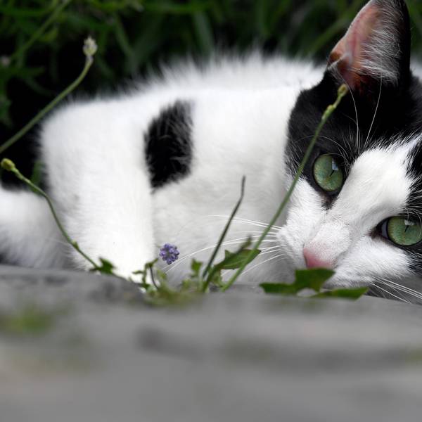 Katze chillt