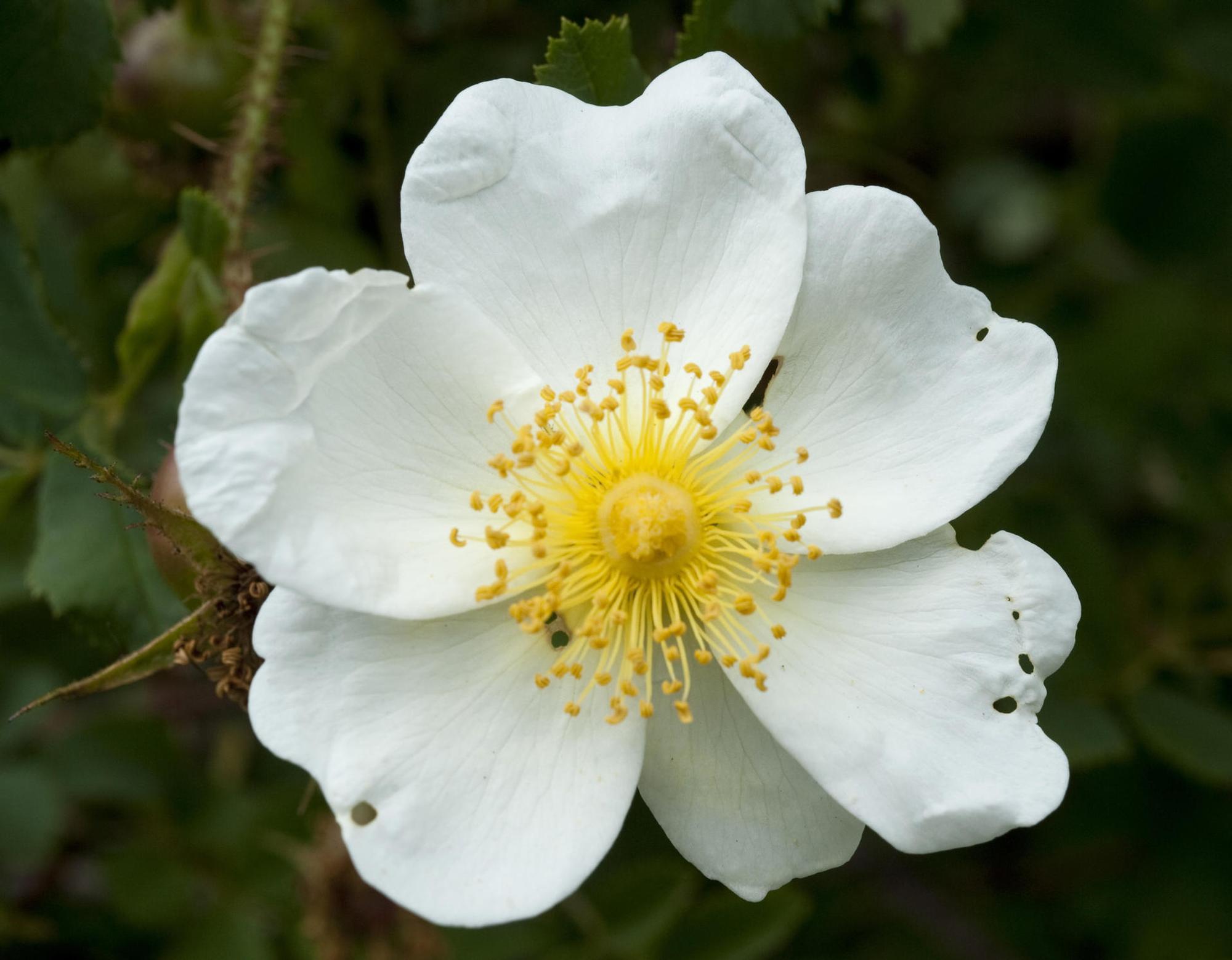 Rosen_mit_Hagebutten