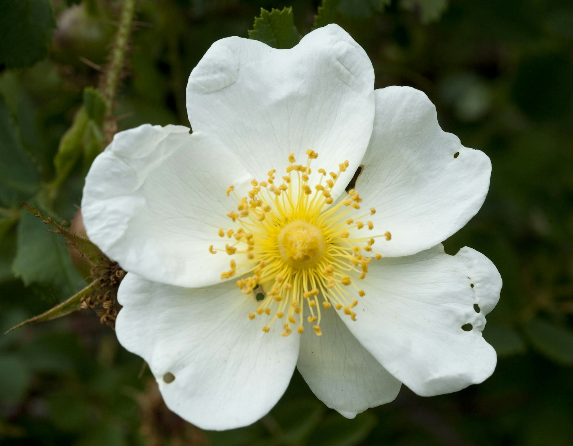 Rosen_mit_Hagebutten