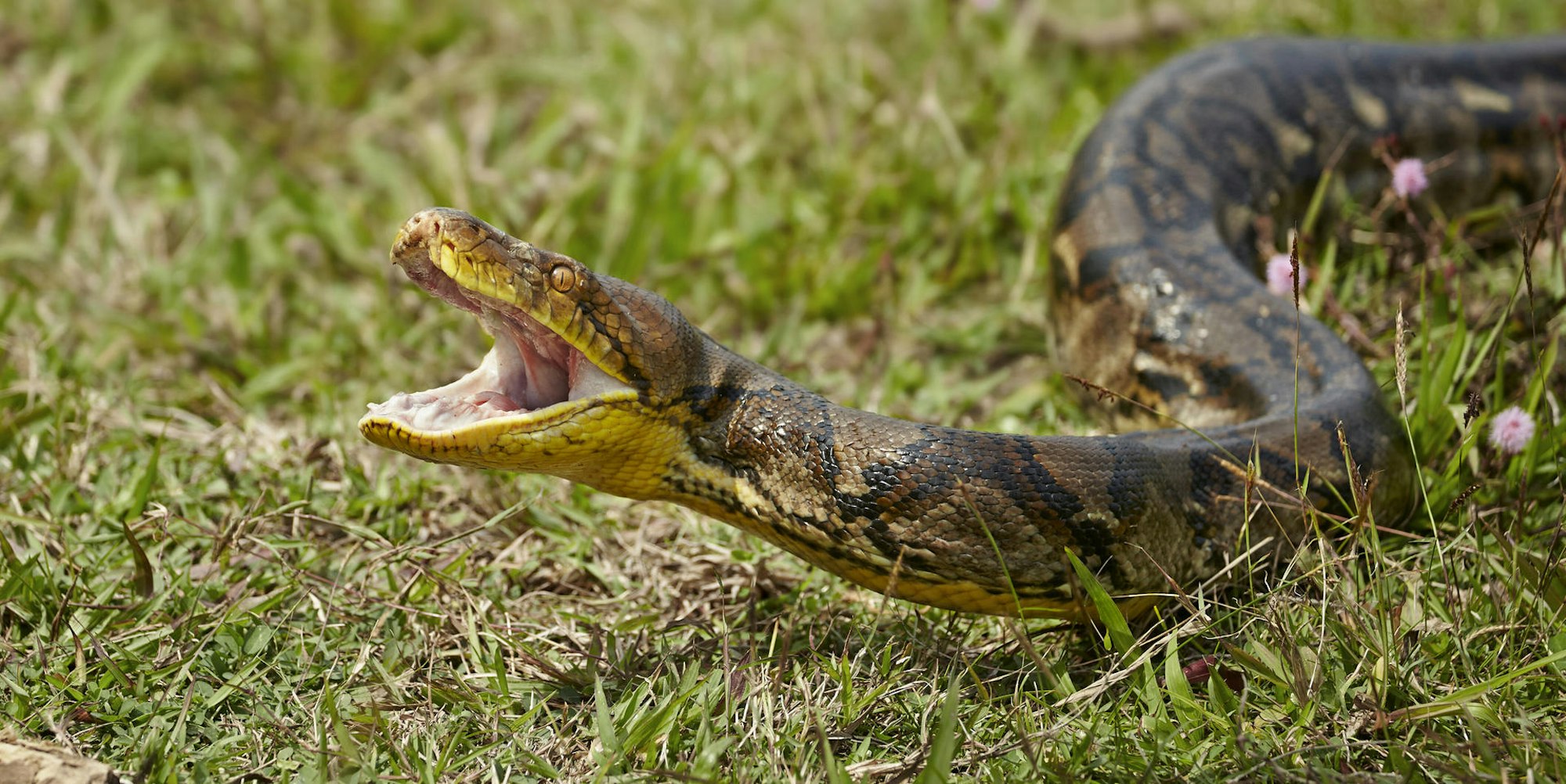 Python Indonesien archiv Imago