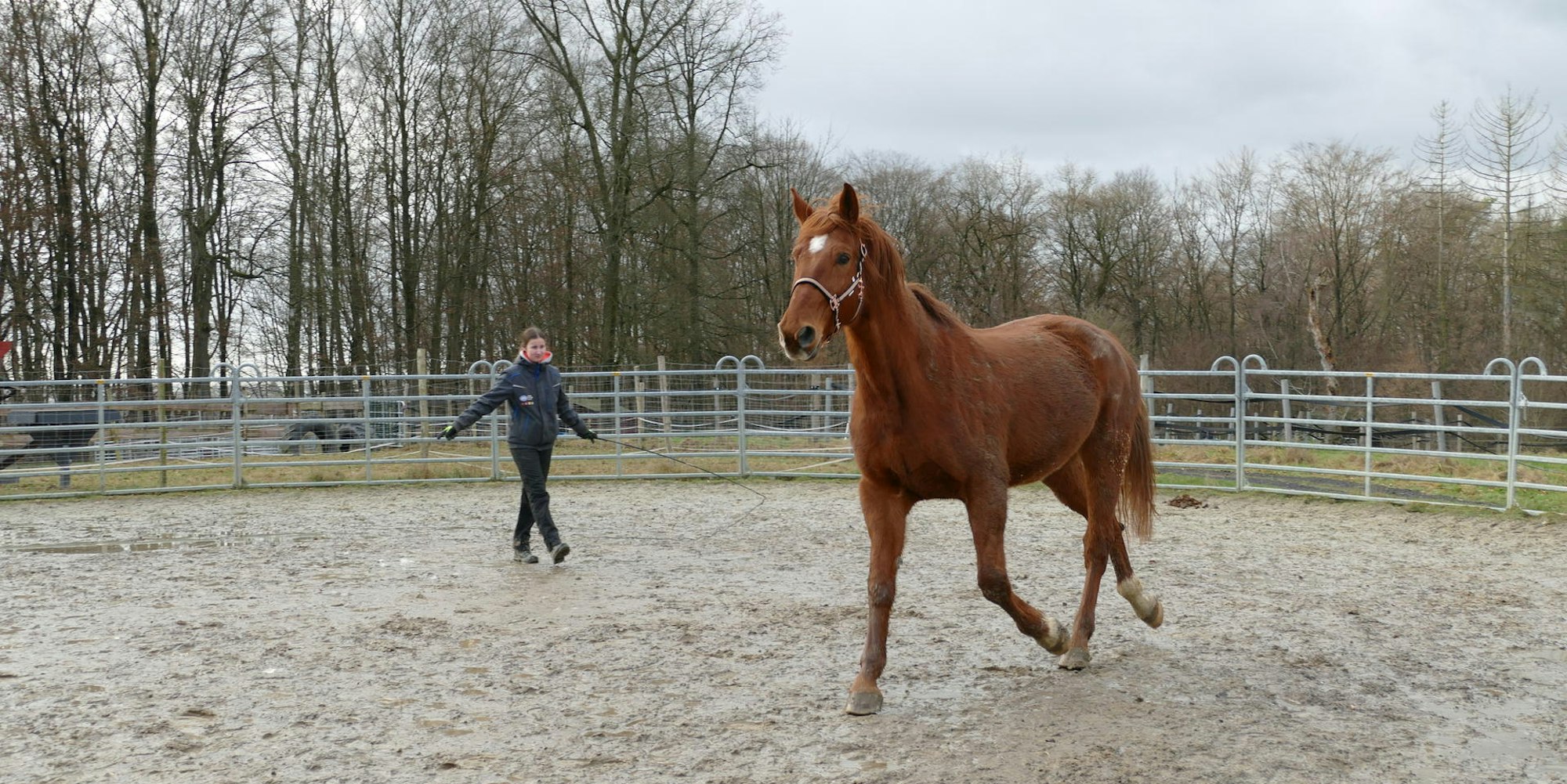 20220121-mfu-Hof-Huppenhardt-Franz Pferdinand macht Training