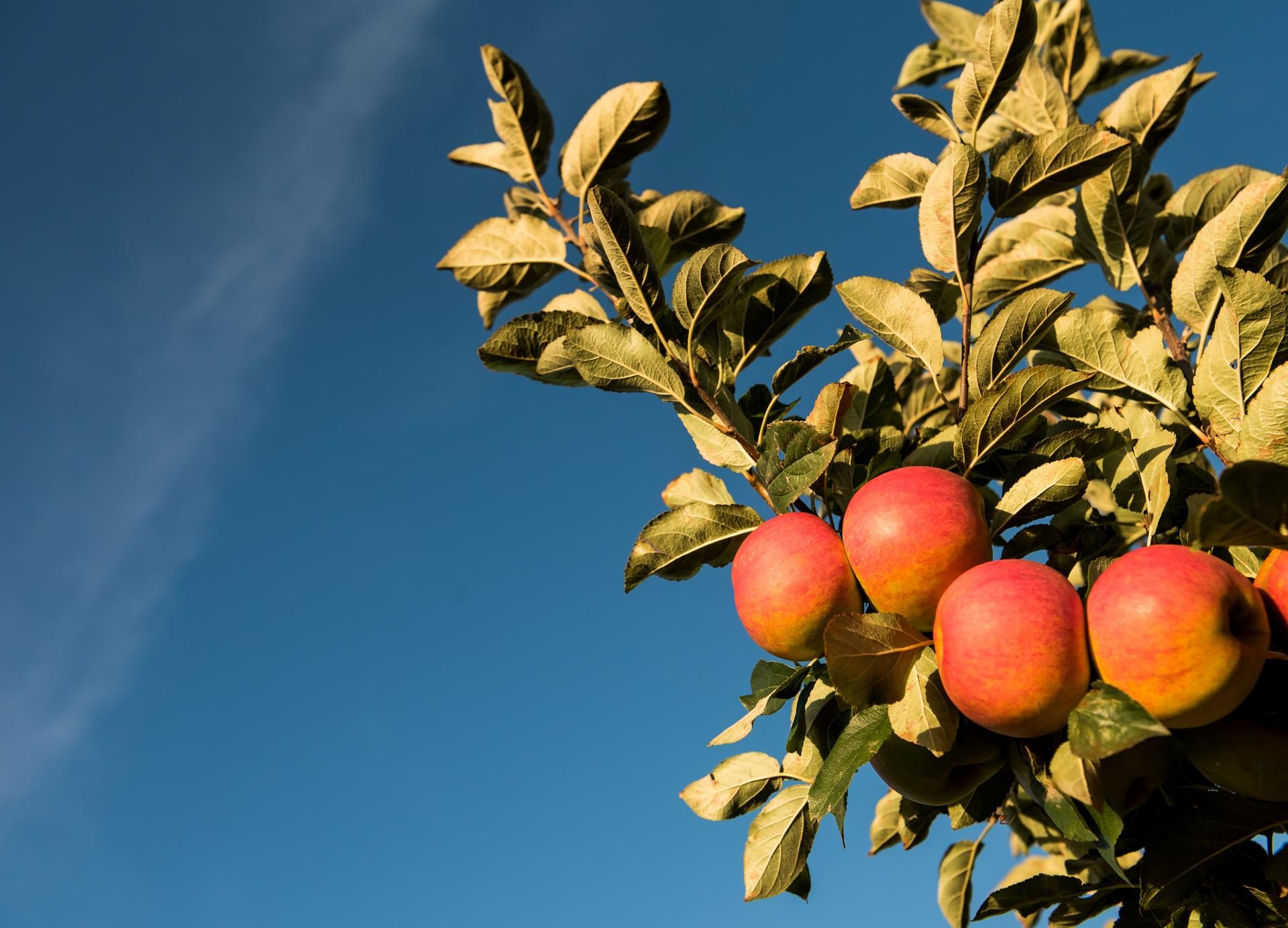 Äpfel am Baum im Herbstlicht.