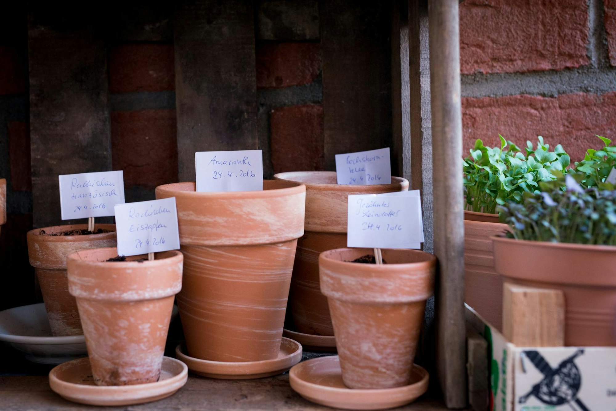 Ruether_micro-greens-kultivieren_ELA9637