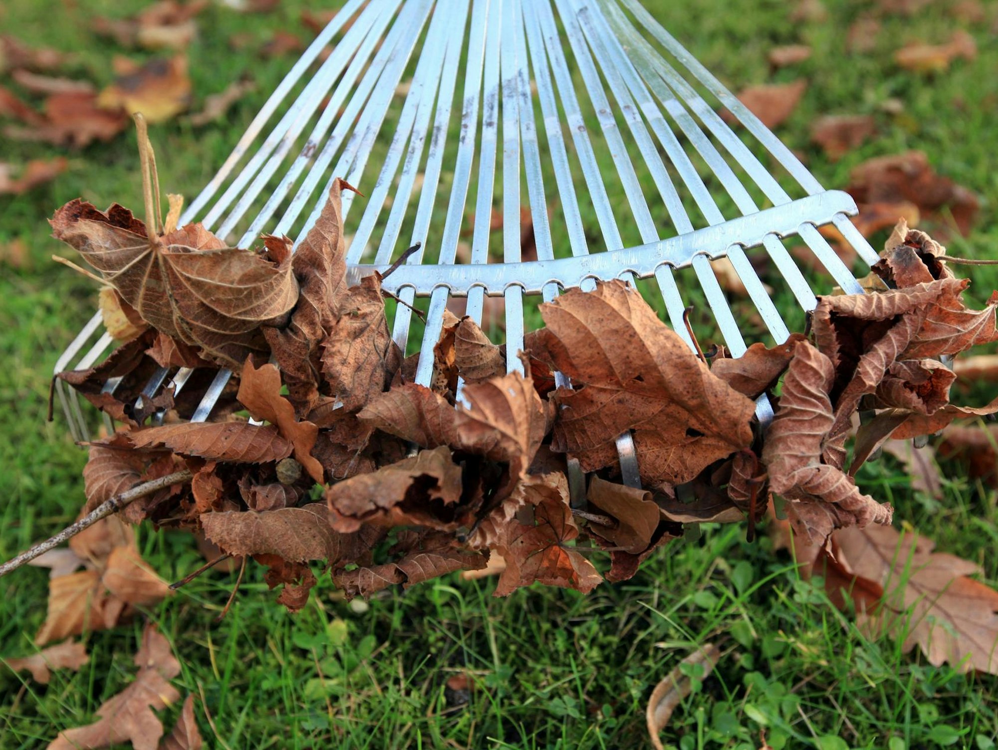 Laub Rasen Symbolbild