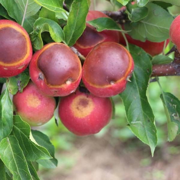 Obstplantage1