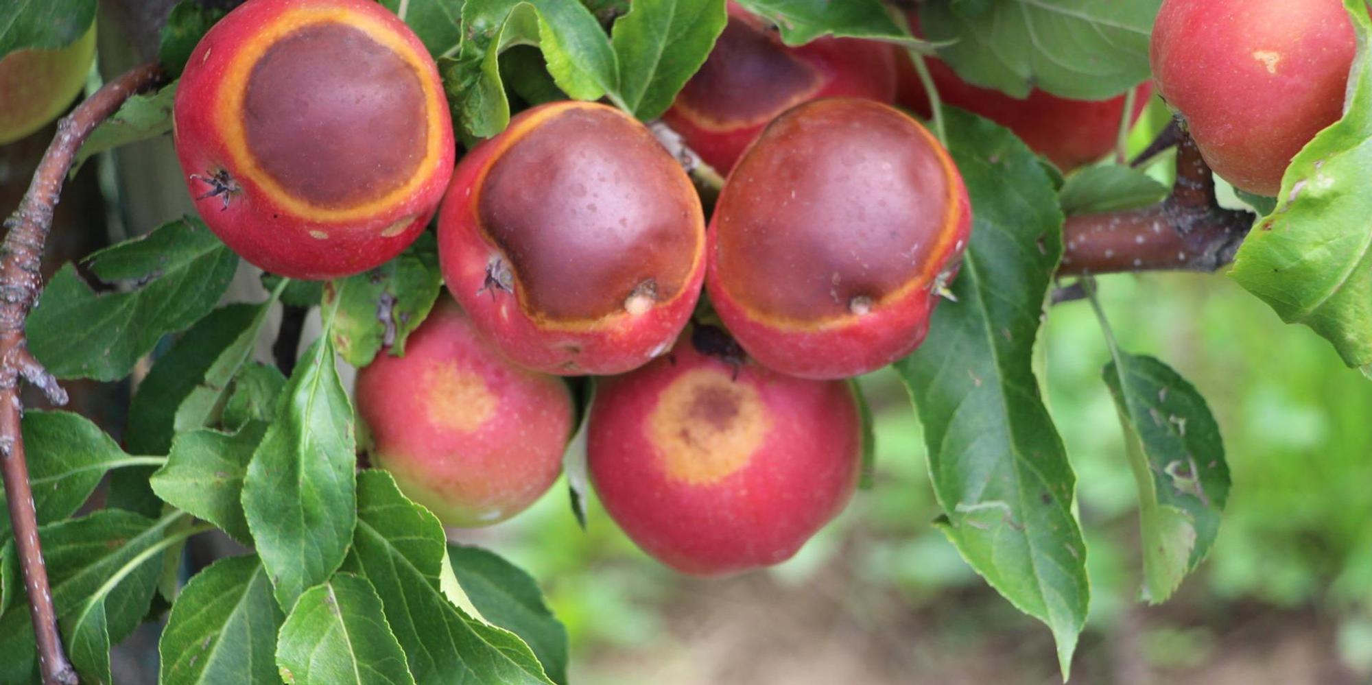 Obstplantage1