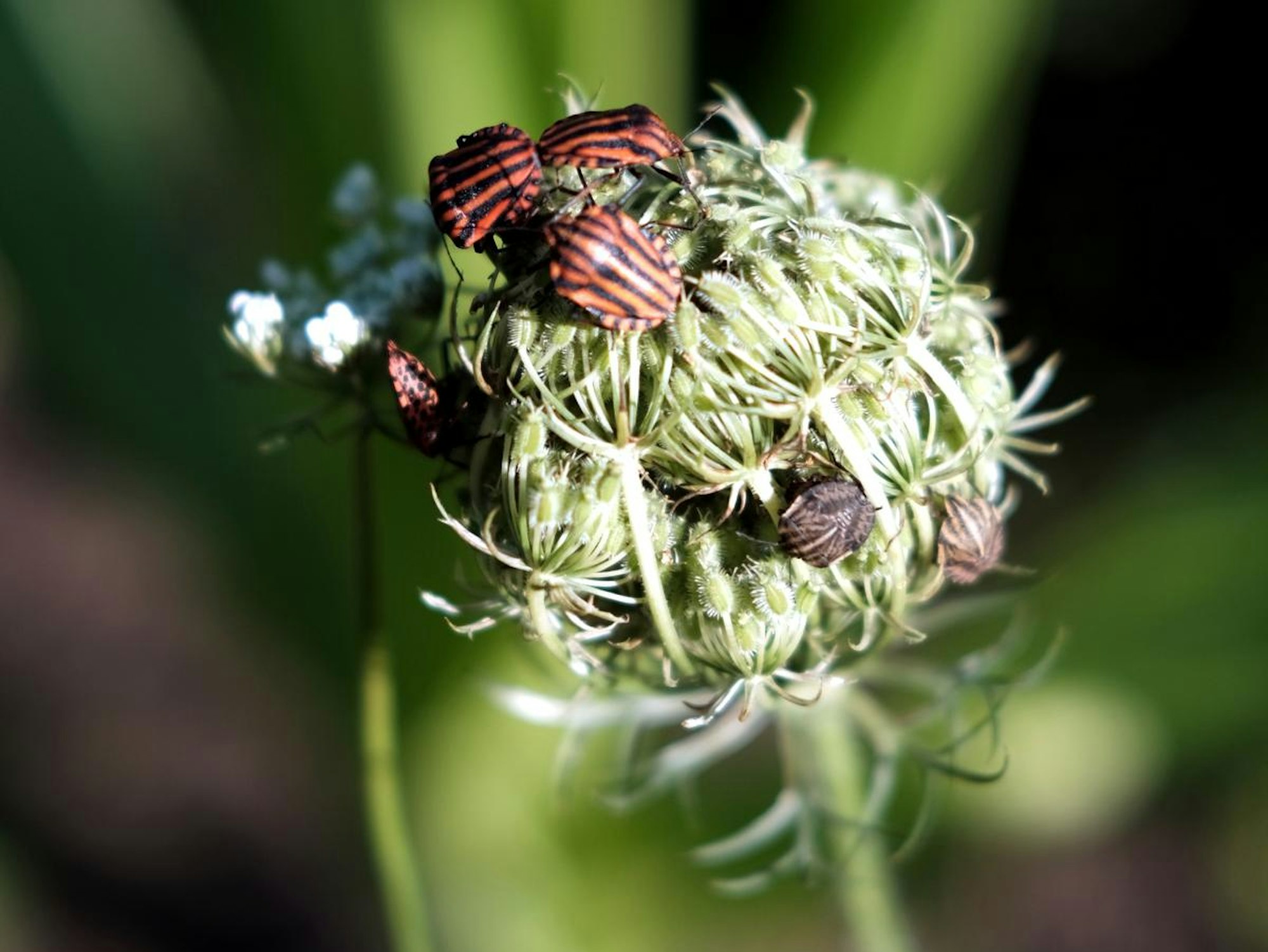 Friedliche Koexistenz