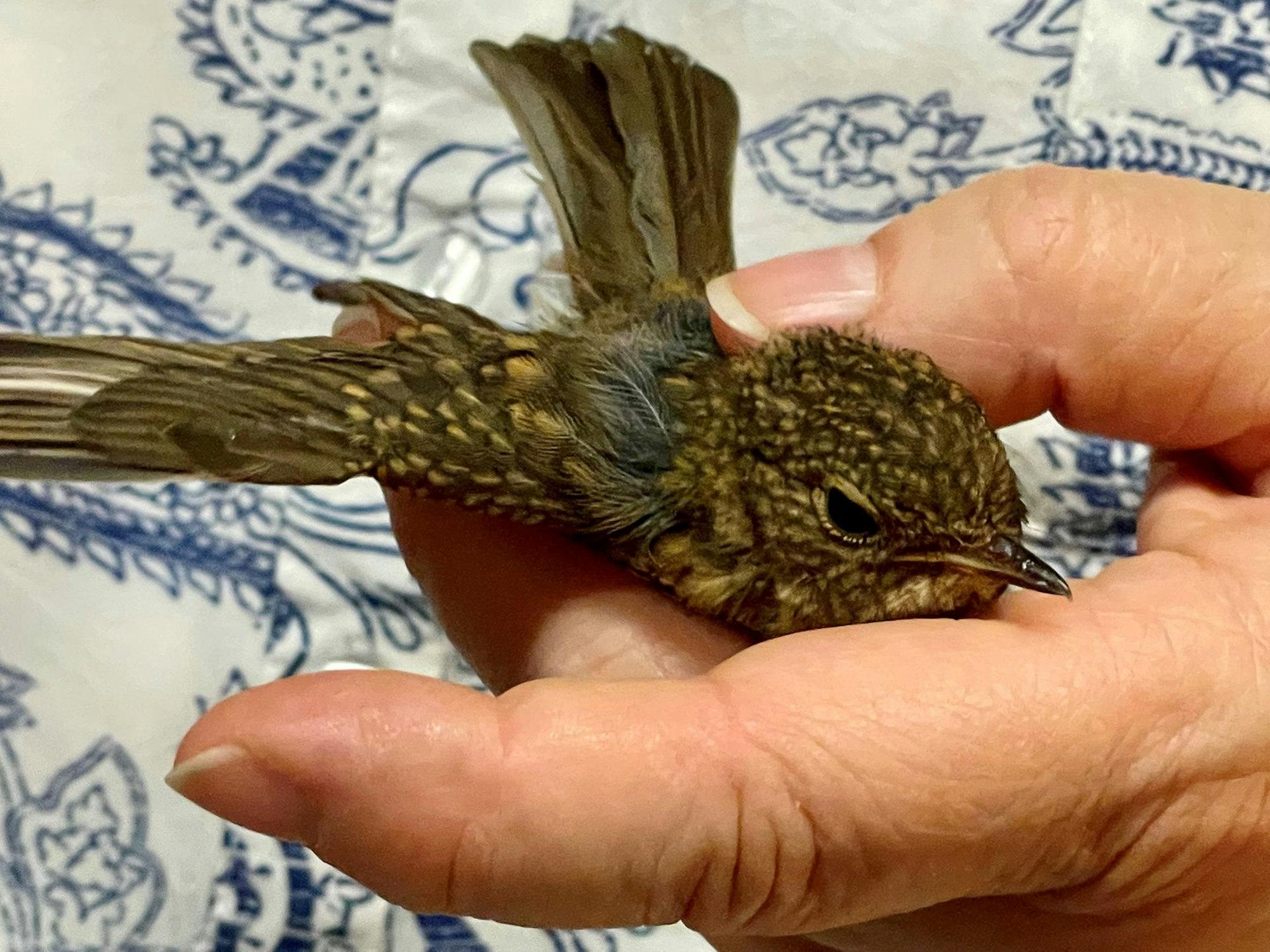 20220726-seb-wildvogelstation9